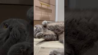 What Are You Doing Cat?