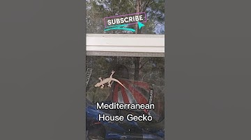 GECKO GLITCH in the Matrix! #funny #florida #gecko #mediterranean #matrix #simulation #reptiles #fyp