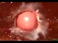 Mesmerizing Jelly Shot with Paintball in Slow Mo (25,000 - 62,000 FPS) | Slow Mo Lab