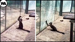 Momentos de Genio Animal que te Sorprenderán