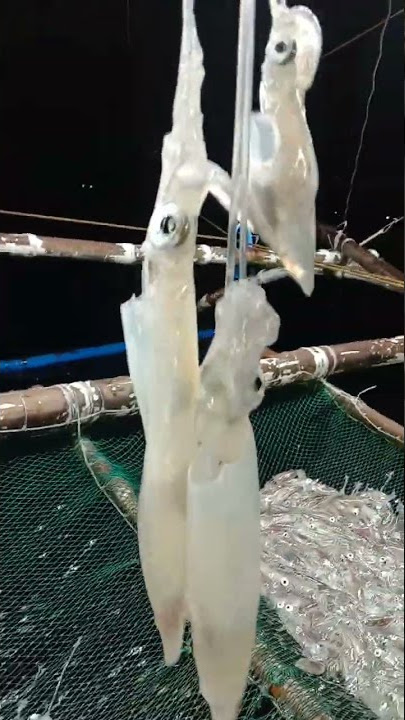 MODERN FAST SQUID FISHING TECHNOLOGY | hunting squids