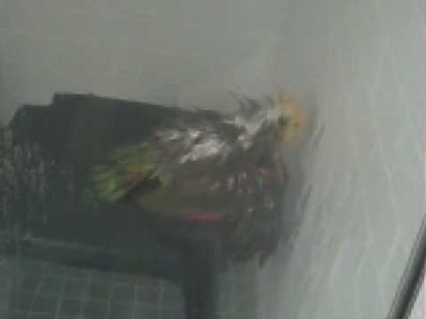 Hidden shower cam voyeur