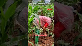 Grow Sweet Potatoes Inside Cornfields For Yield