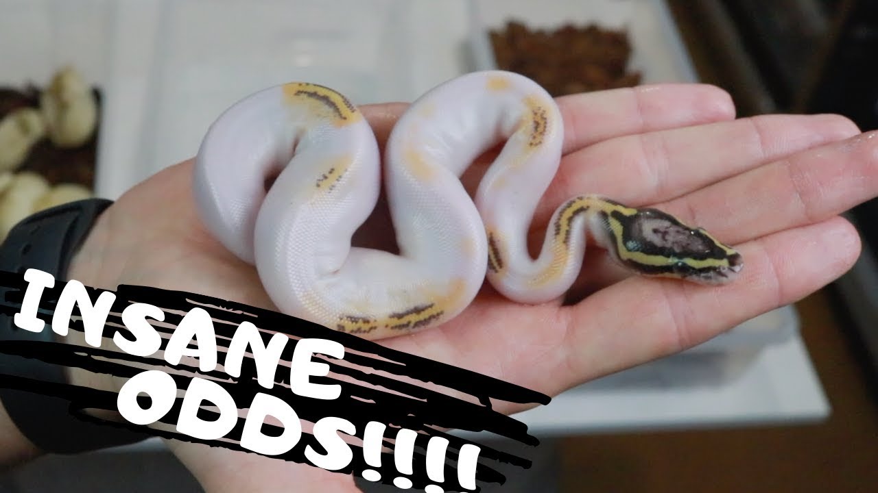 petco hours CRAZIEST BALL PYTHON CLUTCH OF MY LIFE!!!!