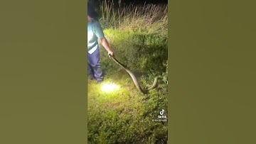 Gotta have a good eye to see these Pythons sometimes!!  #evergladespythonsnatchers