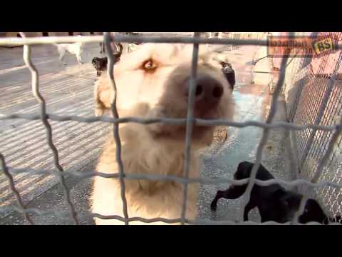 ქუჩის ძაღლები და მათი თავშესაფარი