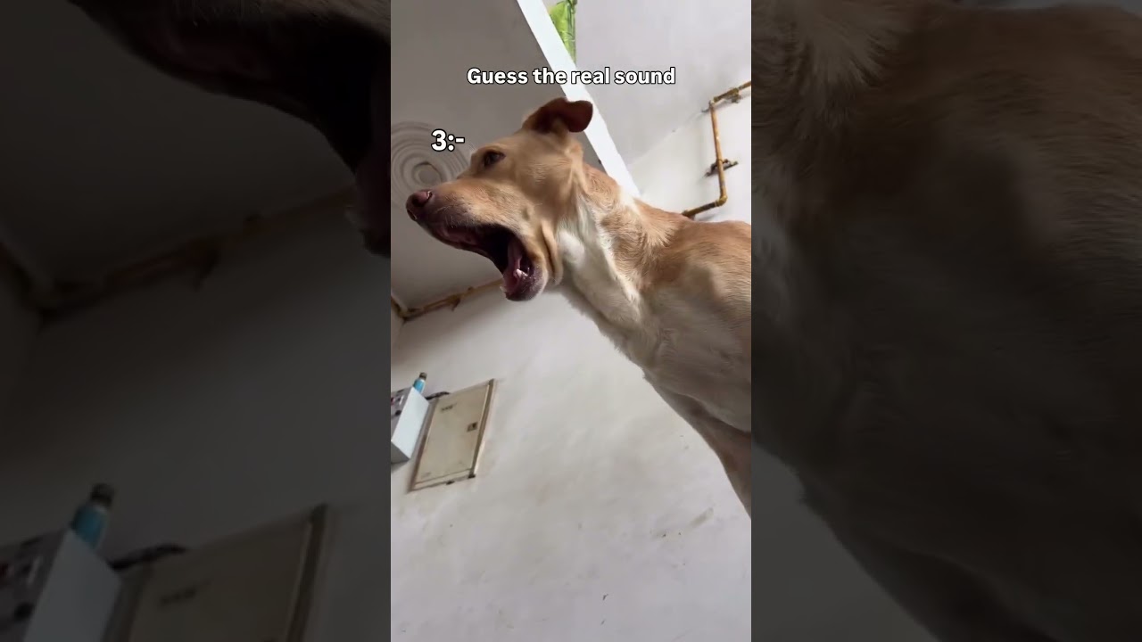 6 is AI… the rest are all correct 😂🐶#OffLeashK9Training #DogHumor #DogSounds #FunnyDogMoments