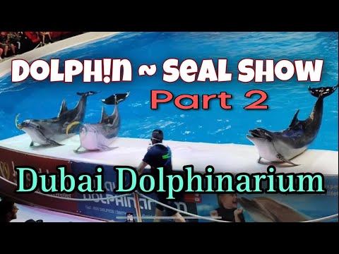 Dubai Dolphinarium Seal and Dolphin Show 2023 | Part 2