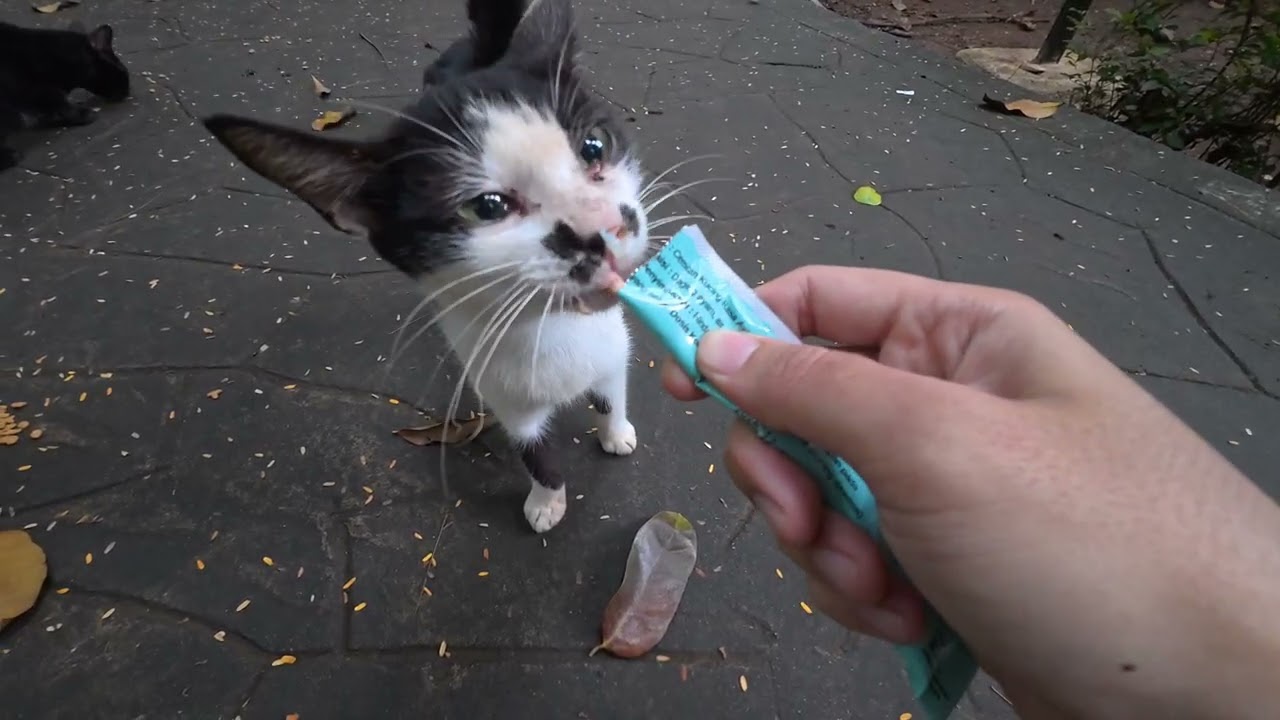 I Found So Many Meows Here… And They Were All Hungry