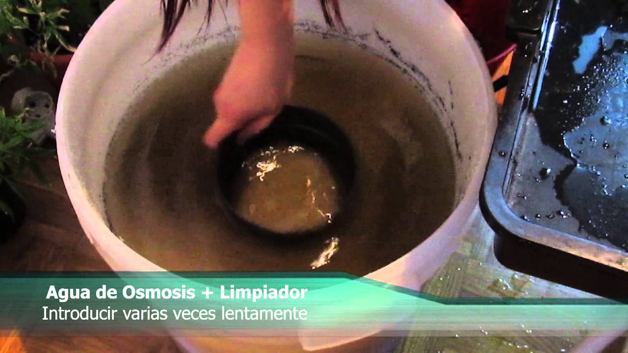 Como lavar Cannalita