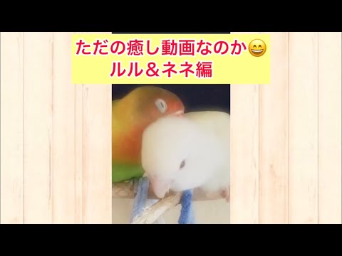 L Sファミリア