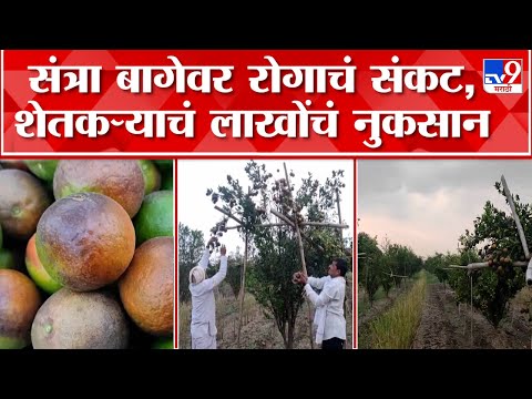 Buldhana Orange Farm Damage | बुलढाण्यात संत्रा बागांवर Red Mite रोगाचा प्रादुर्भाव, लाखोंचं नुकसान