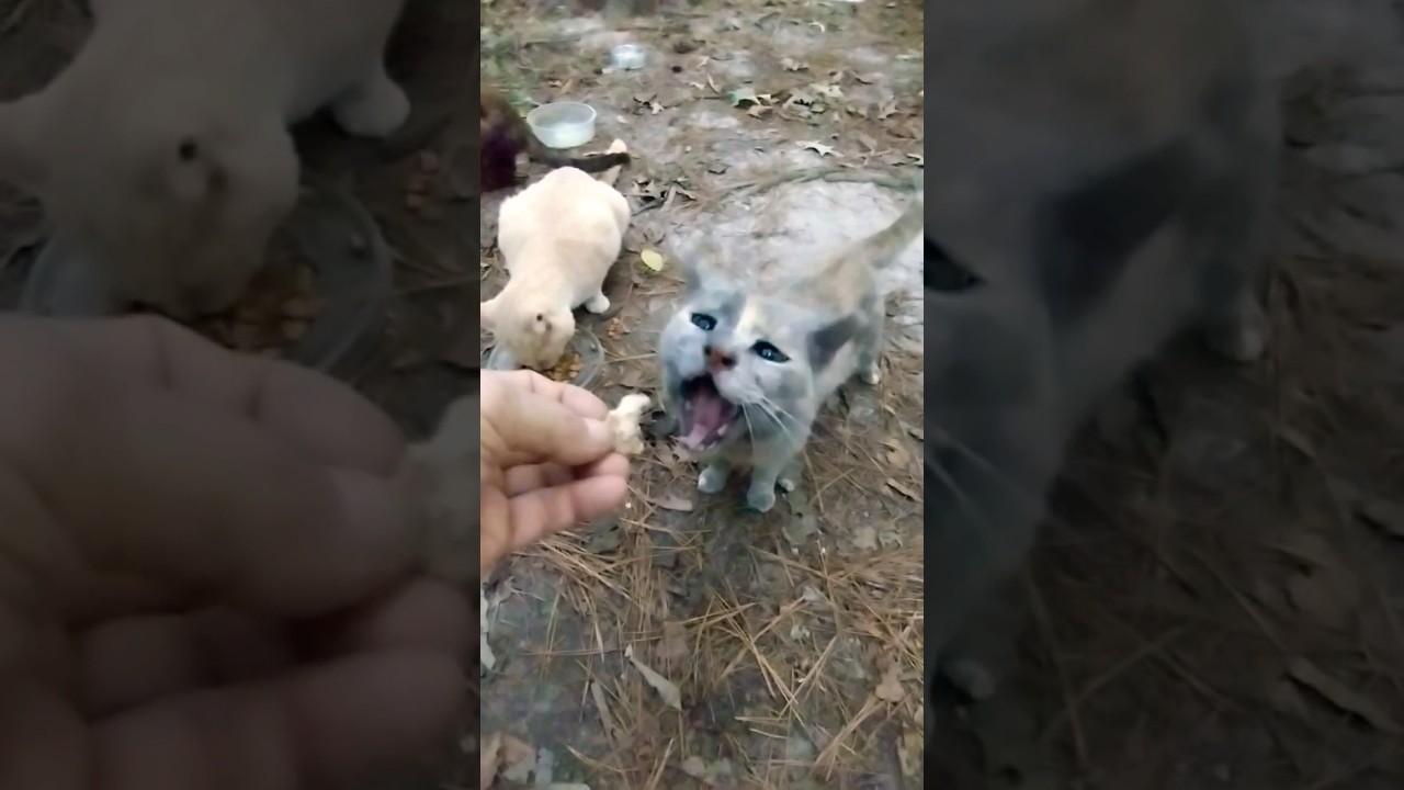 🤣"Мама-кошка, пойми!" Очаровательная черепаховая черепаха ❤️ 