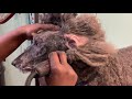 How to groom a full coated standard Poodle.