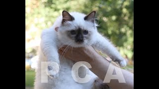 Священная бирма окраса шоколад-пойнт FELICIA ROSE RED BLUE*RU Священная бирма окраса шоколад-пойнт FELICIA ROSE RED BLUE*RU