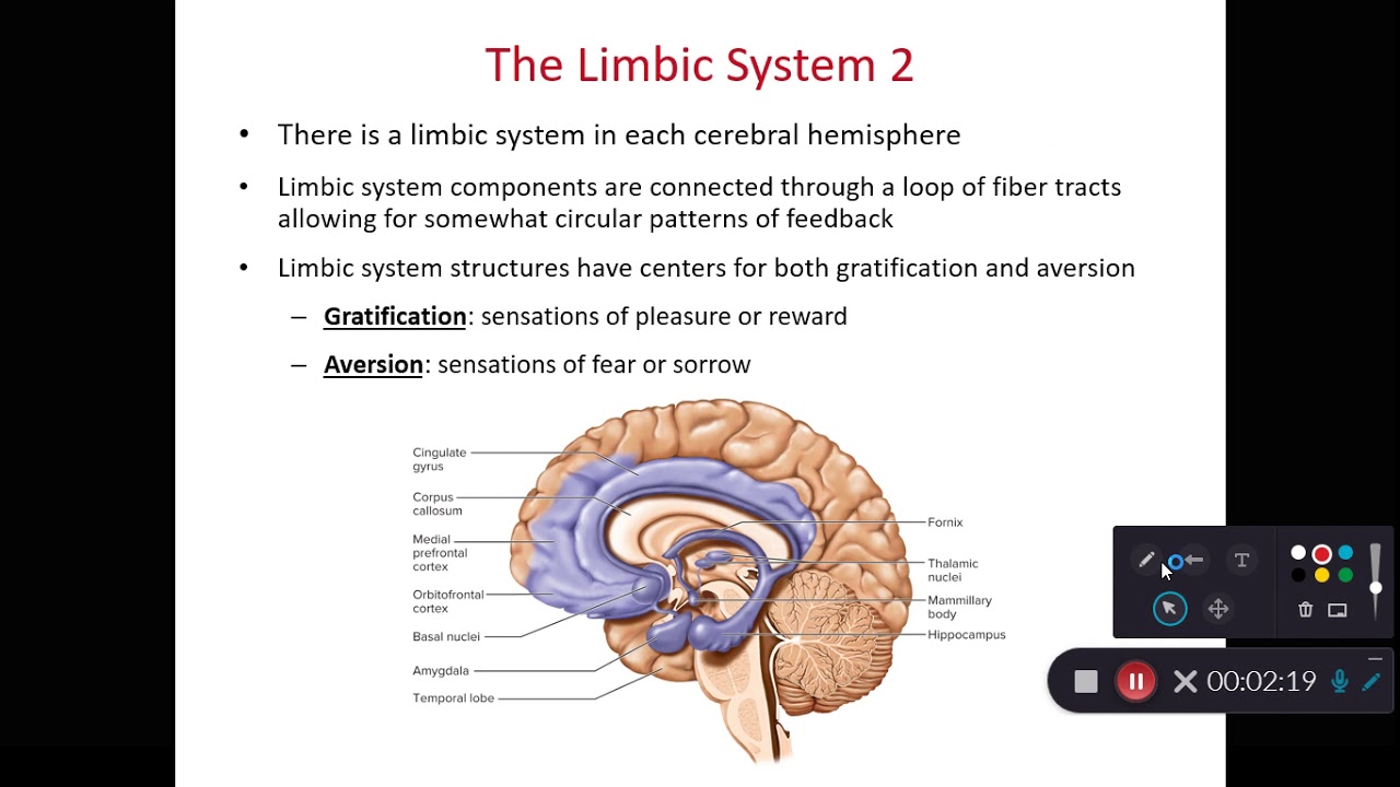 BIOL 214 Limbic System & Basal Nuclei (Ch 14 Part 9) - YouTube
