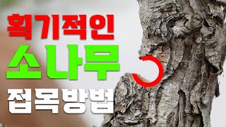 🦚소나무 접목 100% 성공방법!ㅣ 소나무 접목의 정석 ㅣ 1억 소나무 만들기