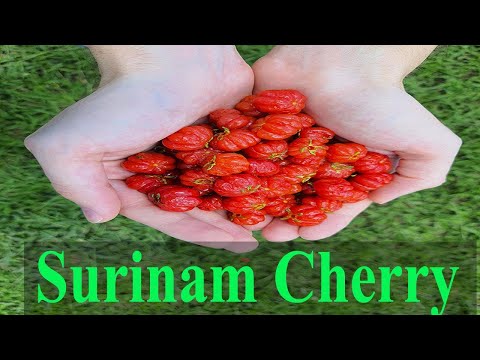 Video: Suriname cherry (pitanga): deskripsi, fitur budidaya, dan properti yang berguna