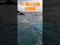 男女群島中ﾉ島水道、名礁仲尾瀬でするするスルルーを楽しむガミ君😸