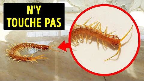 Quel insecte à huit pattes ?