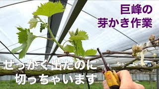 「ぶどうの作業」巨峰の芽かき作業