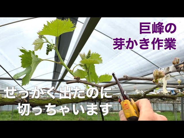 ぶどうの作業 巨峰の芽かき作業 Youtube