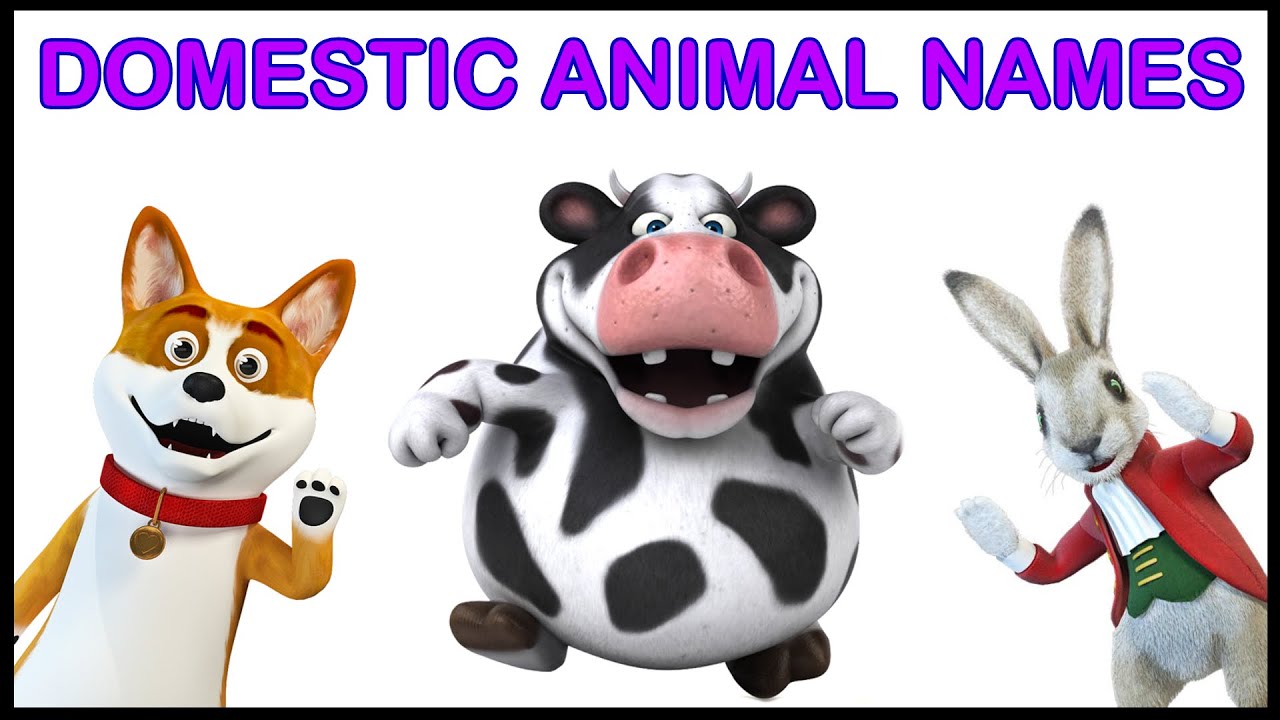 Domestic Animals | Animal Name | Animals Video | Cartoon | Kids Cartoons |  Teddy & Timmy Edutainment - YouTube