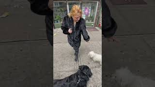 NYC is a strange place 😭 #dog #dogvideo #dogtraining #dogs #dogvideos
