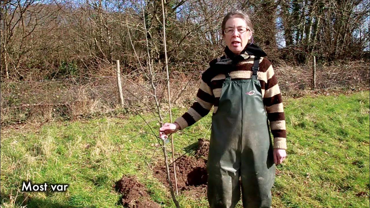 Planting, Staking, Mulching and Pruning How to Plant and Care for Young Apple Trees Part 1