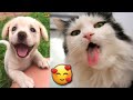 The cutest and funniest pets 3   incredibly fun animals   joyspets