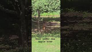deer under the apple tree