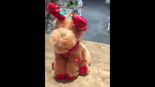 Moose Wonderful