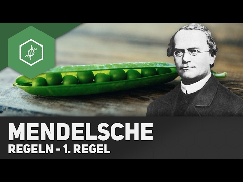 1. Mendel&rsquo;sche Regel - Uniformitätsregel