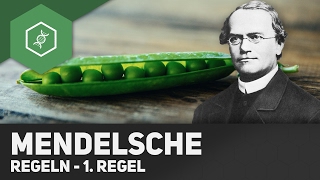 1. Mendel&#39;sche Regel - Uniformitätsregel