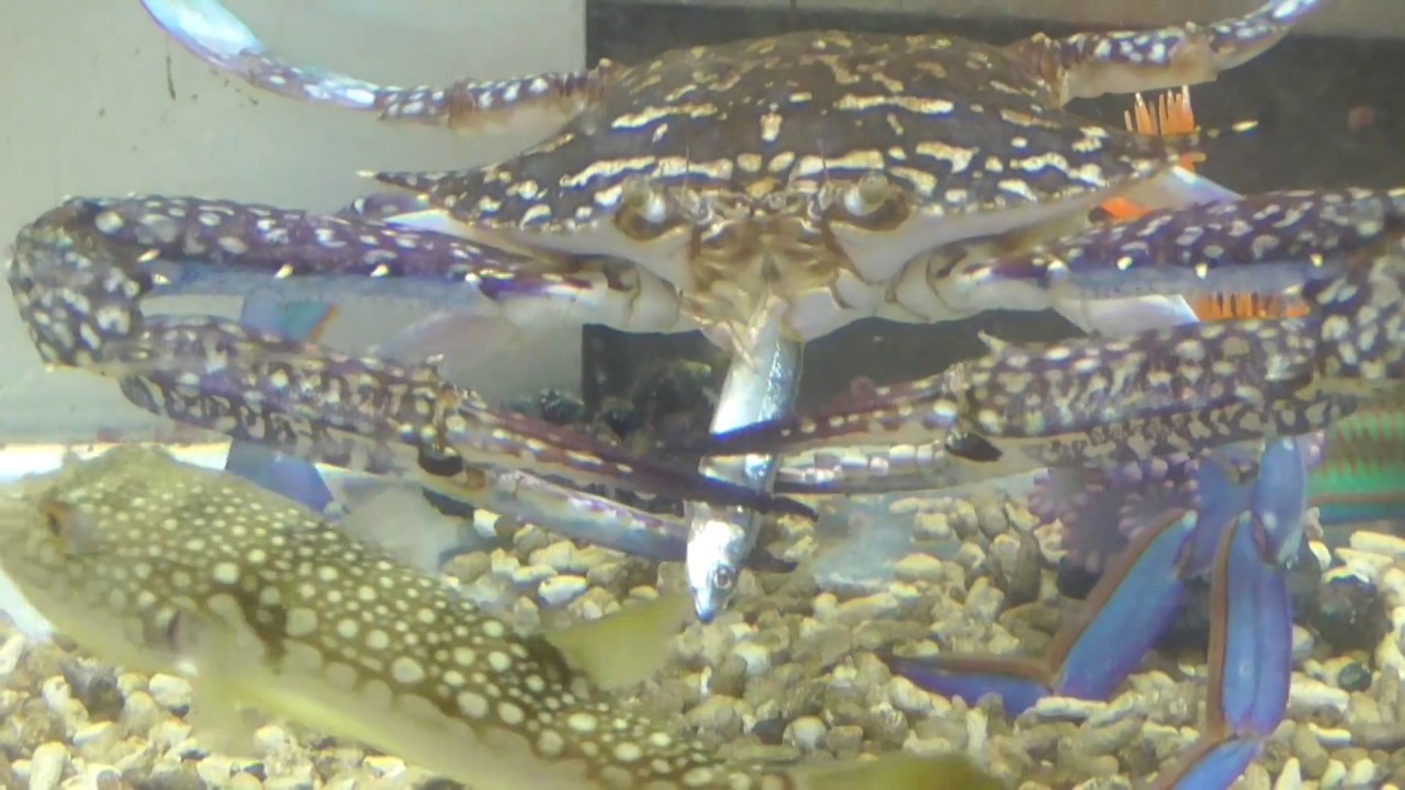 キビナゴを食べるタイワンガザミ ワタリガニ 釣太郎ブログ