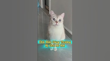 💔 Chú Mèo Đáng Thương Bị Chủ Bỏ Rơi 😢 #thúcưng #vậtnuôi #chómèohàihước #funny #pets #cat #cute