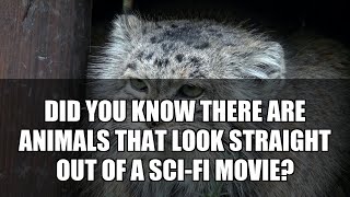 5 Rare Animal Species You Won't Believe Exist #shorts