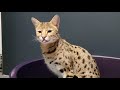 My beautiful Savannah Cats ❤ F1, F2 and F5 in this video!