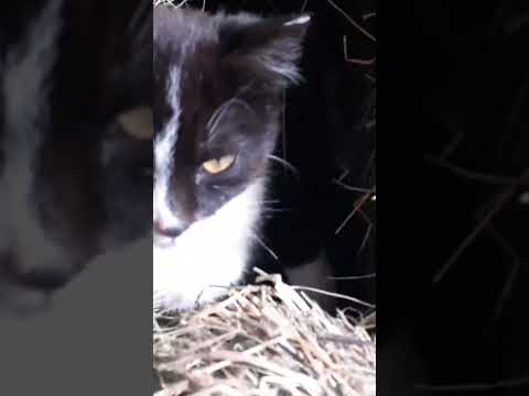 Papa Cat Damian guarding Mama Cat Gwen and the kittens. #cute #cuteanimals #cutecat #cat #kitten