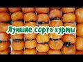 Лучшие сорта хурмы (где покупать, как хранить)