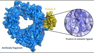 DAY 1 — Introduction to Peptides & Need for Peptidomimetics