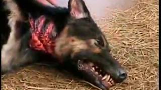 Zombie Dog Zombie Dog
