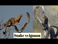 Reptile Rendezvous: Snakes and Iguanas in the Wild||wildlife video
