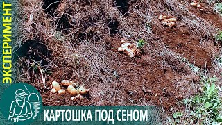 🥔 Посадка Картофеля Под Сеном 🌿 Эксперимент Гордеевых