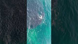 Dolphins Feast on Salmon Near Surface