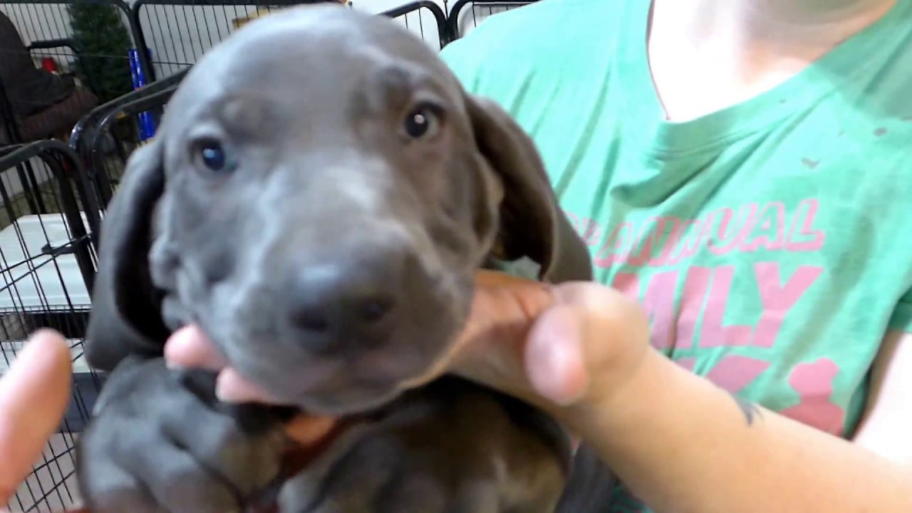 weimaraner puppy blue eyes