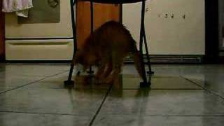 Piro The Spaz Kitten