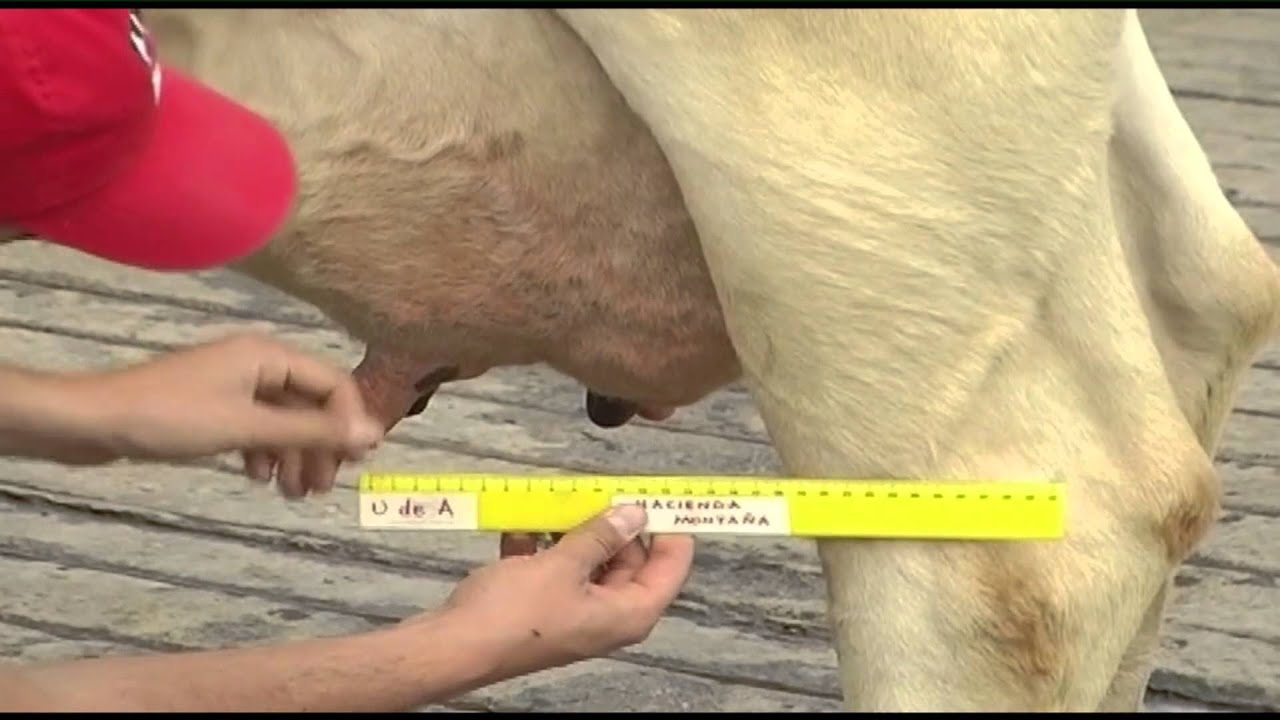 Cómo se Clasifica y Evalua Ganado Lechero Holstein - TvAgro por Juan Gonzalo Angel