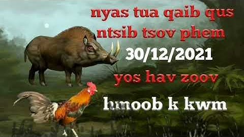 dab neeg nyas qaib qus ntsib tsov phem