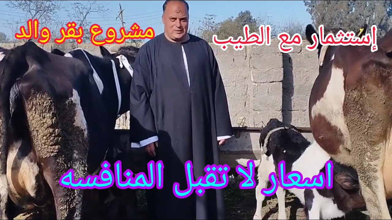 #فرصه اوكازيون إستثمار في اسعار البقر الوالد الخليط من مزرعه المعلم جمعه بتاريخ 29/1/2026